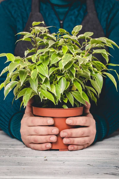 Ficus Dalam Pot Tangan Seorang Wanita — Stok Foto