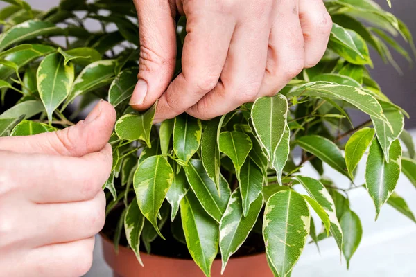 Ficus Dalam Pot Tangan Seorang Wanita — Stok Foto