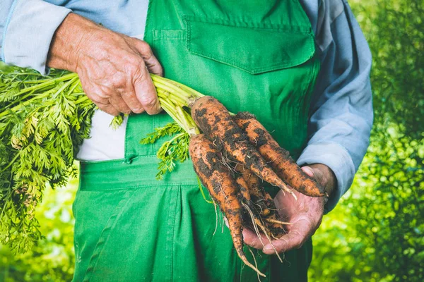 Органические Овощи Свежая Органическая Морковь Руках Фермеров Сбор Моркови Осенний — стоковое фото