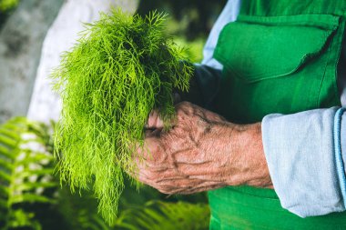 Organik sebzeler. Çiftçilerin elinde taze organik dereotu. 