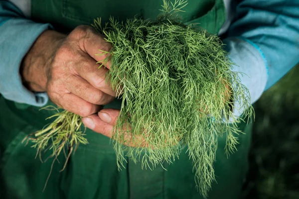 Økologiske grønnsaker. Fersk økologisk dill i hendene på gårdbrukere . – stockfoto