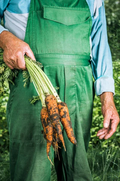 Органические овощи. Свежая органическая морковь в руках фермера — стоковое фото