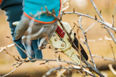  eldiven adam bahçe bakımı, bir ağaçdalları keser.