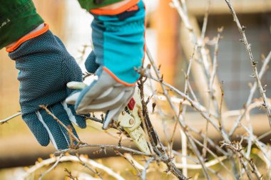  eldiven adam bahçe bakımı, bir ağaçdalları keser.