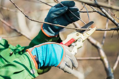  eldiven adam bahçe bakımı, bir ağaçdalları keser.