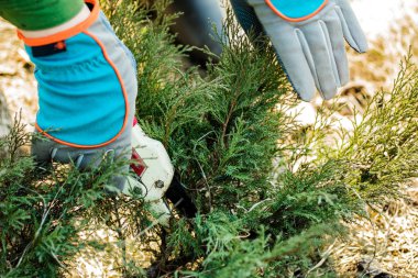  eldiven adam bahçe bakımı, bir ağaçdalları keser.