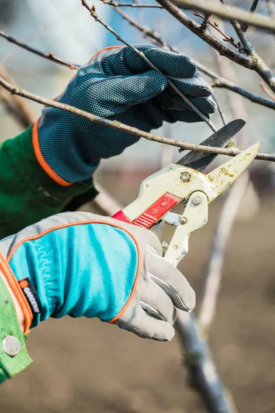 Hombre con guantes corta ramas de un árbol, cuidando el jardín . — Foto de Stock