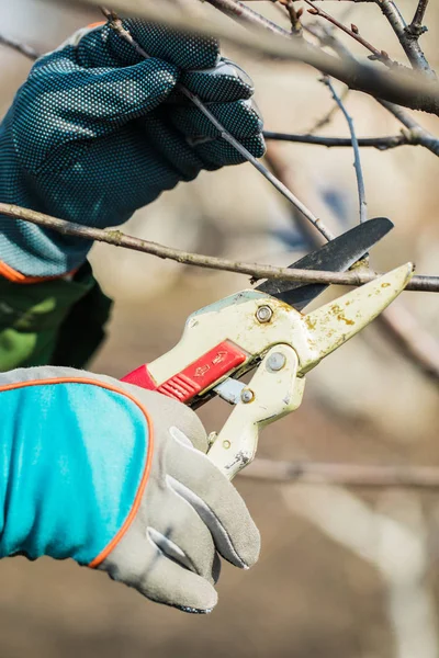 Hombre con guantes corta ramas de un árbol, cuidando el jardín . — Foto de Stock