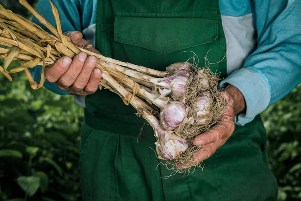 Органические овощи. Свежий органический чеснок в руках фермеров — стоковое фото