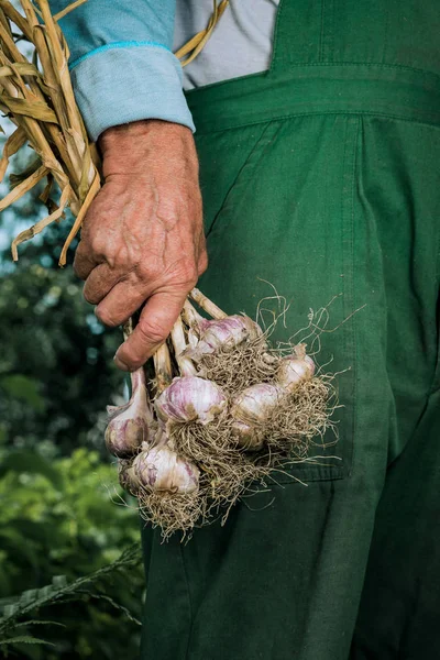 Økologiske grønnsaker. Fersk økologisk hvitløk i hendene på gårdbrukere – stockfoto