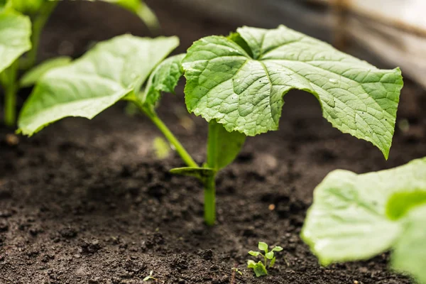 Un brote joven de una nueva planta de pepino en el suelo. planta growin — Foto de Stock