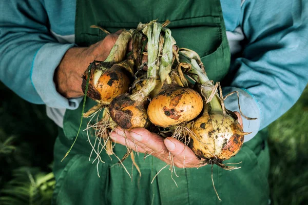 Органические овощи. Свежий органический лук в руках фермеров — стоковое фото
