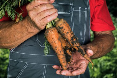 Organik sebzeler. Çiftçinin elinde taze organik havuç