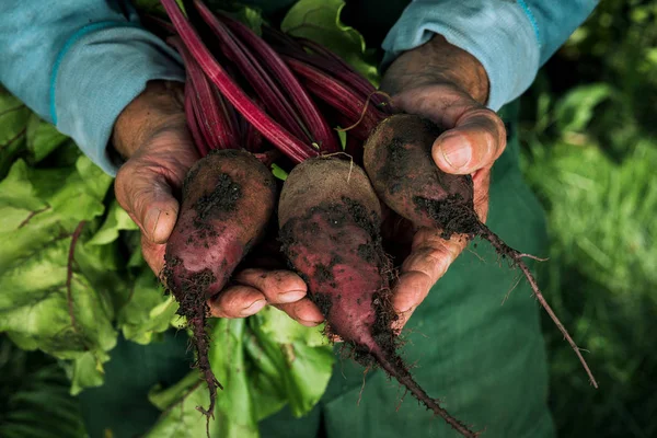 Farmer holding fresh beet. Vegetables harvest. Organic fresh har