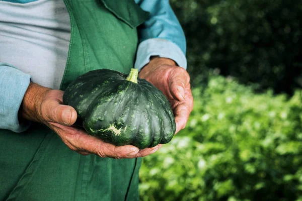 Seorang pria memegang zucchini hijau segar musiman. Berkebun, bertani — Stok Foto