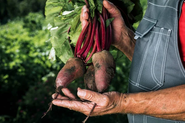 Фермер держит свежую свеклу. Урожай овощей. Органический свежий хар — стоковое фото