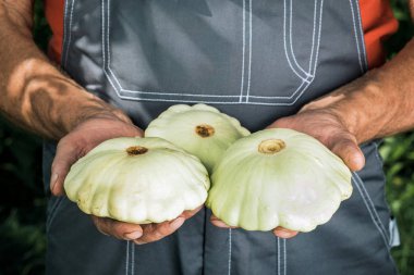 Taze mevsimlik yeşil kabak tutan bir adam. Bahçecilik, çiftçilik 