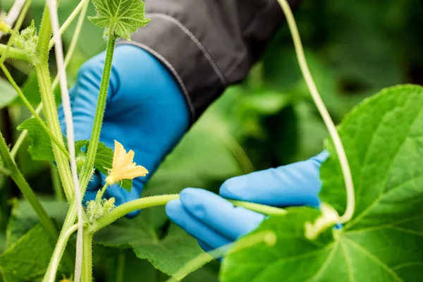 Tangan petani atau ahli biologi sarung tangan biru, memegang mentimun . — Stok Foto