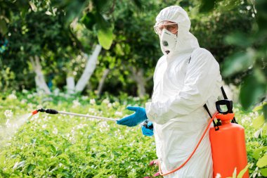 İşçi bitkilere organik böcek ilaçları püskürtüyor