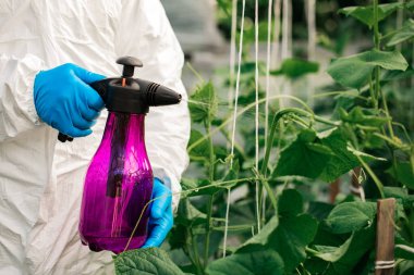 İşçi bitkilere organik böcek ilaçları püskürtüyor