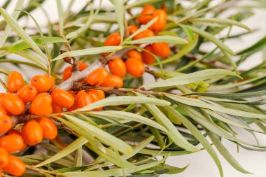 Dikenli deniz dikenli bir ağacın dalında deniz karabatağı üzümü. Kapat