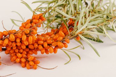 Dikenli deniz dikenli bir ağacın dalında deniz karabatağı üzümü. Kapat