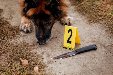Sokaktaki bir polis köpeğinin kokusunu inceliyorum. Th