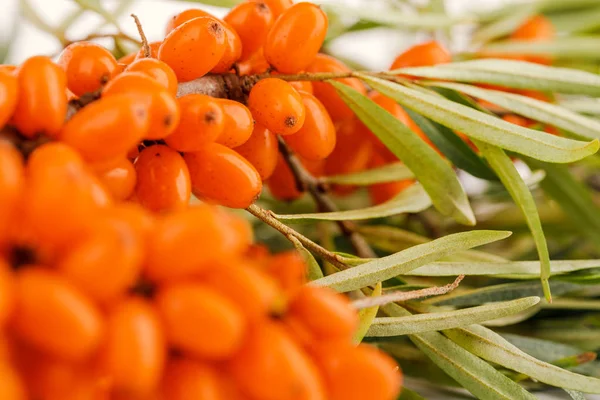 Dikenli deniz dikenli bir ağacın dalında deniz karabatağı üzümü. Kapat
