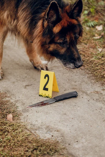 Processing traces of the smell of a police dog on the street. Th — Stock Photo, Image