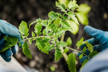 Bir çiftçi bahçede genç bir domates bitkisi tutuyor. Çiftlikteki filizlerin büyümesini inceleyen bir adamın yakın çekimi. Ürün üretimi kavramı