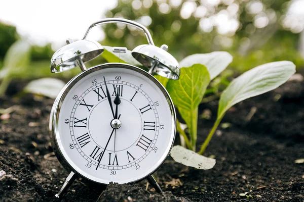 Clock Seedling Concept Planting Plants Spring Work Spring Garden — Stock Photo, Image