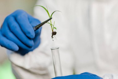 Bir erkek biyokimyacı üzerinde çalışma ve analiz için bir bitki bulunan bir test tüpü tutuyor..