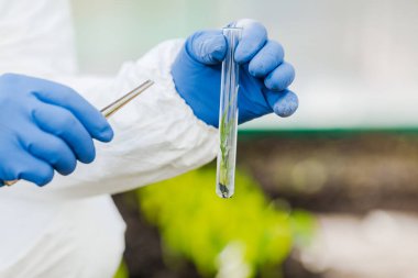 Bir erkek biyokimyacı üzerinde çalışma ve analiz için bir bitki bulunan bir test tüpü tutuyor..