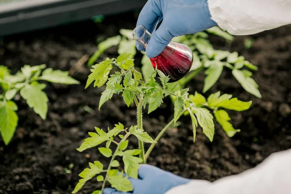 Hand with a test tube and a plant. Fertilizer in laboratory glassware. Concept of crop production.