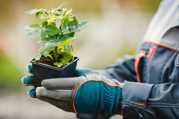 Tangan Seorang Wanita Dalam Sarung Tangan Berkebun Memegang Tomat Sebelum — Stok Foto