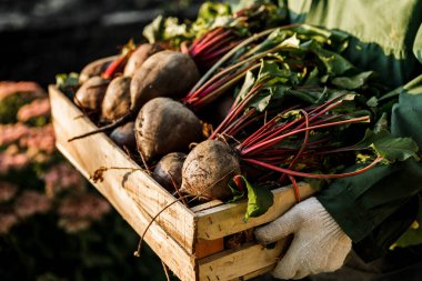 Erkek çiftçi yeni toplanmış pancarlarla dolu tahta bir sandık tutuyor..