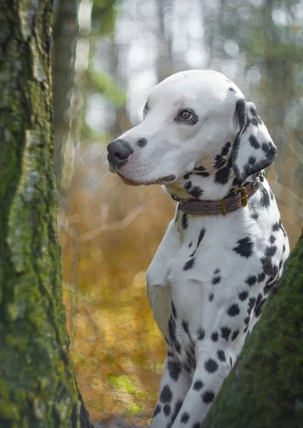 Portrait of a Dalmatian in the forest. Dog on an autumn background.
