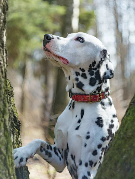 Portrait of a Dalmatian in the forest. Dog on an autumn background.