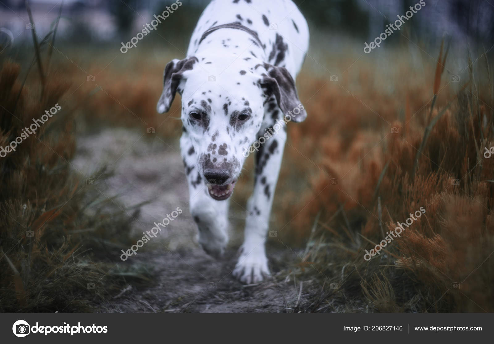 Dalmatian Dog Runs Autumn Field Very Blurred Background Selective Dalmatian Dog Runs Autumn Field Very Blurred Background Selective
