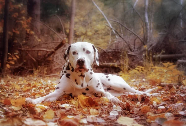 Portrait of a Dalmatian in the forest. Dog on an autumn background.