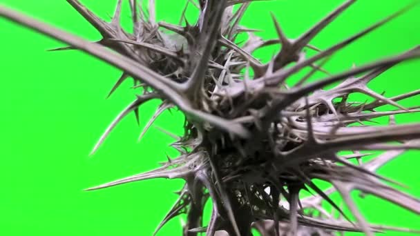 Αγκαθωτό Φυτό Πράσινο Φόντο Φυτό Αιχμές Πράσινο Φόντο Μπαρμπ Πράσινο — Αρχείο Βίντεο