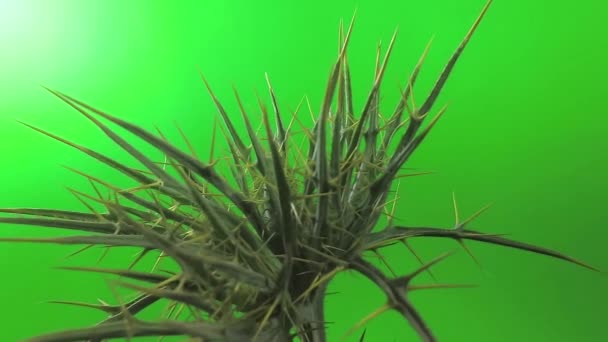 Tüskés Növény Zöld Háttér Növény Tüskékkel Zöld Háttérrel Barb Zöld — Stock videók