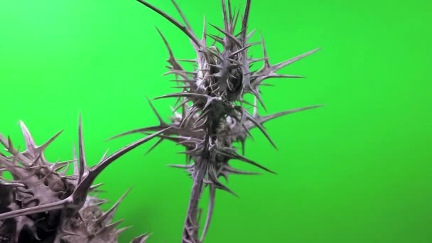 Αγκαθωτό Φυτό Πράσινο Φόντο Φυτό Αιχμές Πράσινο Φόντο Μπαρμπ Πράσινο — Αρχείο Βίντεο