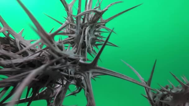 Video Thorns Green Background — Stock Video