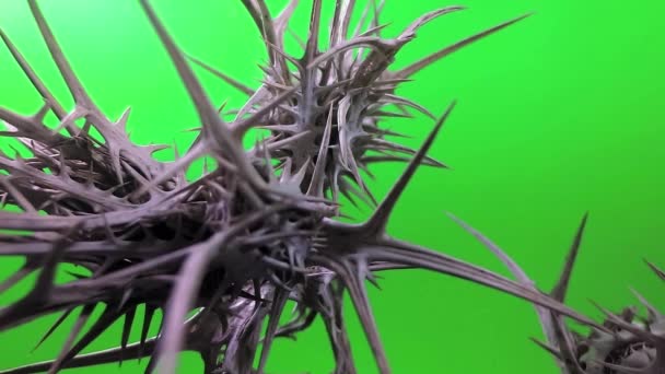 在黑暗的背景上种植刺 — 图库视频影像