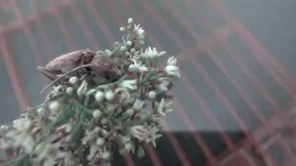 Κατσαρίδα Στο Τραπέζι Νεκρή Κατσαρίδα Και Λουλούδια Στο Τραπέζι — Αρχείο Βίντεο