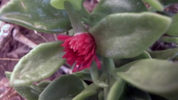 Flor Roja Con Hojas Verdes Gruesas Naturaleza — Vídeos de Stock