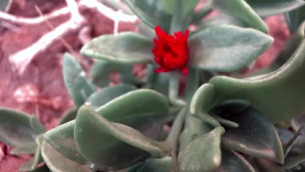 Flor Roja Con Hojas Verdes Gruesas Naturaleza — Vídeos de Stock