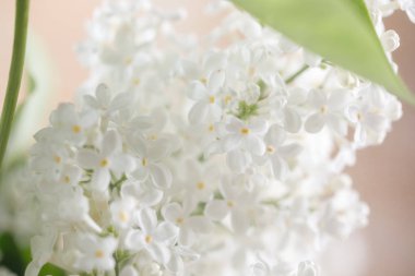 Eflatun çiçekler beyaz renk. Yakın çekim. Makro