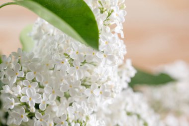 Muhteşem çiçek leylak. Yakın çekim. Kar-beyaz çiçekler.